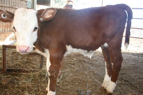 Angus cross bulls and heifers bottle calves. . Craigslist bottle calves for sale